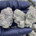 GELATO RUNTZ