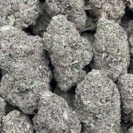 Dawg Breath