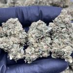 ALIEN COOKIES