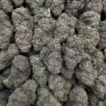 LEMON CRUSH GELATO (LCG72)