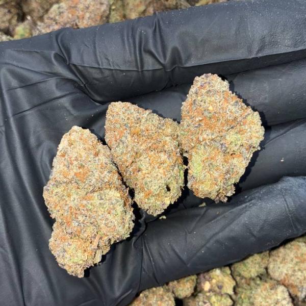 BLACK TRUFFLE (CR31)