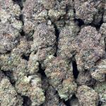 SUPER BERRIES (SB1-21)