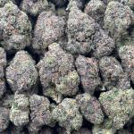 TRUFFLE CANDY (TC20)