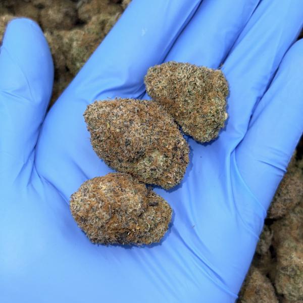 Lemon Gas Gelato (LCG25)