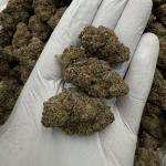 Peach Pearl GUMBO (ppg66)