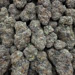 Peach Pearl GUMBO (ppg66)