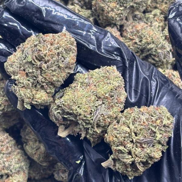 GORILLA KING (GK50)