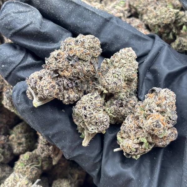 INTERNATIONAL CARMEL COOKIE (icc156)