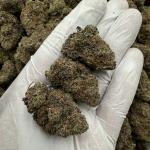 PURE PURPLE GUSHER (ppg24)