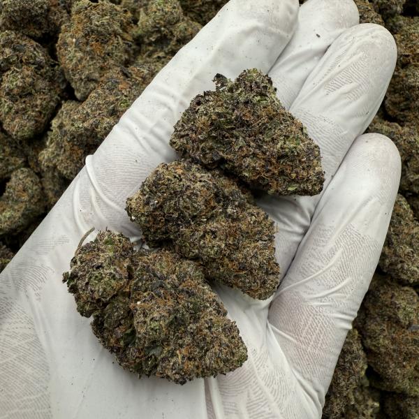 PURE PURPLE GUSHER (ppg24)