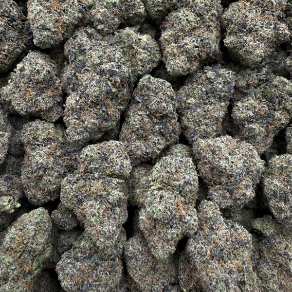 PURE PURPLE GUSHER (ppg24)