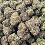 GELATO BLACKBERRY (GBB1)