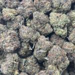 GELATO BOMB (GB)