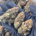 PURPLE KRUMBLE (pk37)