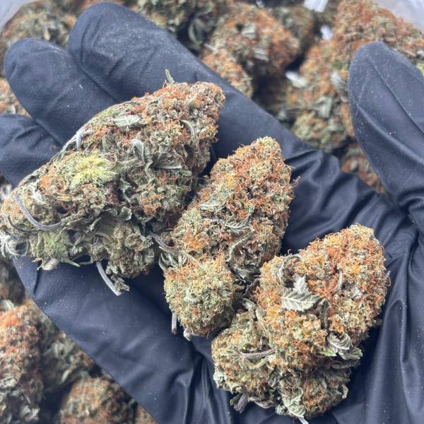 PURPLE KRUMBLE (pk37)