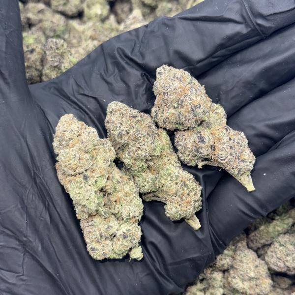 Lemon Gumbo (LG192)