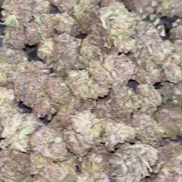 PURPLE ZA PLATINUM