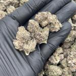 LEMON CHERRY GELATO (LCG)