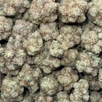 Gorilla Glue (GG4)