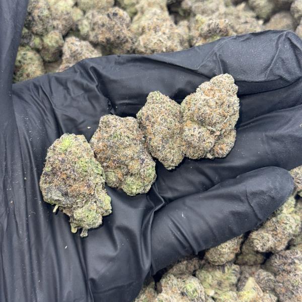 Cherry Seed (CS67)