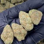 Gamble Bruntz (GB124)