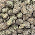 GRAPE BUSH (GB)