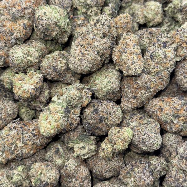 GRAPE BUSH (GB)