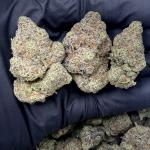 Cherry Pie Gelato (CPG50