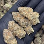 GRAPE BUSH (GB)