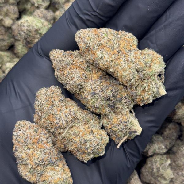 GRAPE BUSH (GB)