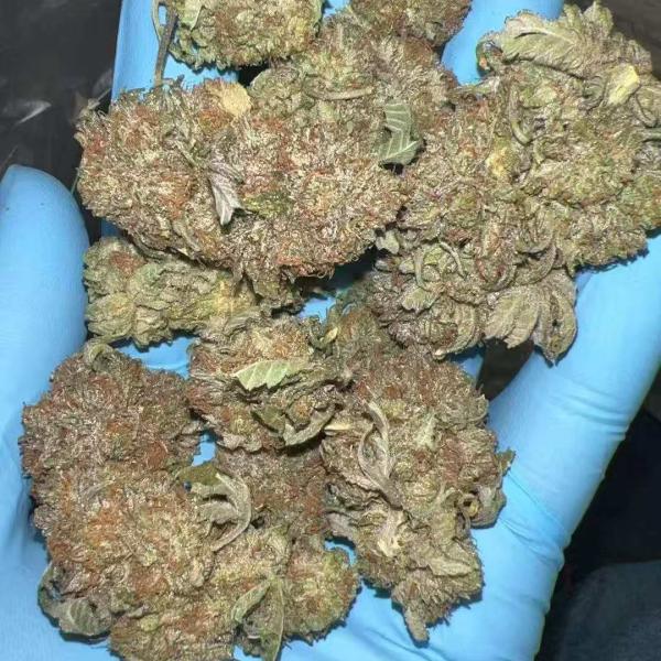 PURPLE PLATINUM