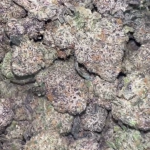 RUNTZ GELATO