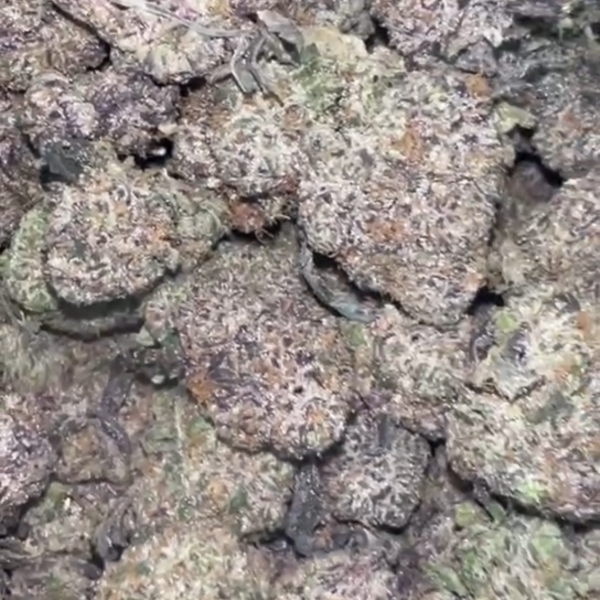 RUNTZ GELATO