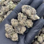 GOBSTOPPER(GO2)