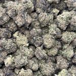 GOBSTOPPER(GO2)