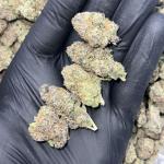 Lemon Cherry(LCG)