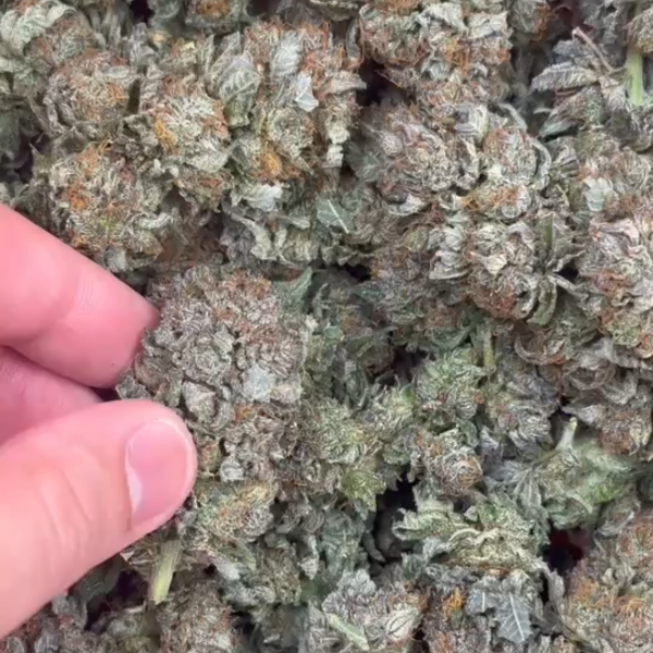 PURPLE PLATINUM