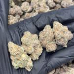 GoGo Bomb (GGBB)