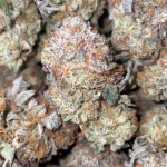 PURPLE ZA PLATINUM