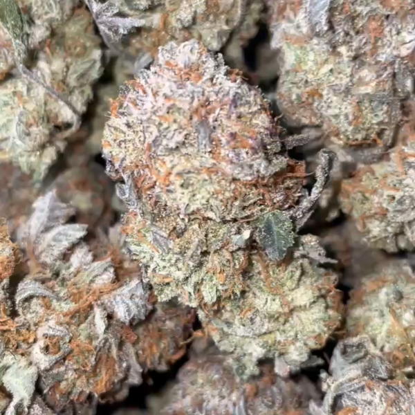PURPLE ZA PLATINUM