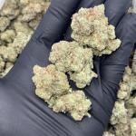 Gorilla Glue (GG4)