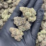 GUSHERS (G45)