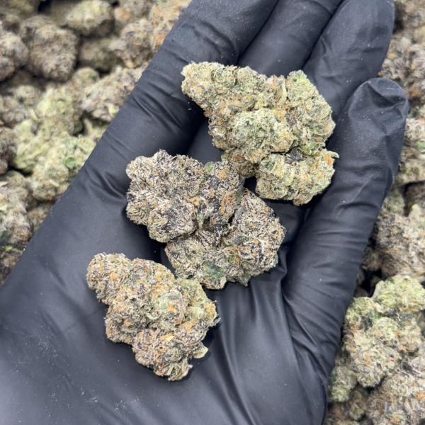 GUSHERS (G45)