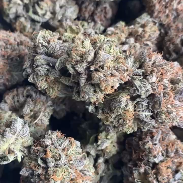 PURPLE ZA PLATINUM