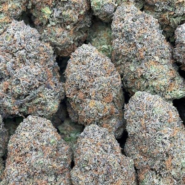 Platinum Bubba - PK1692