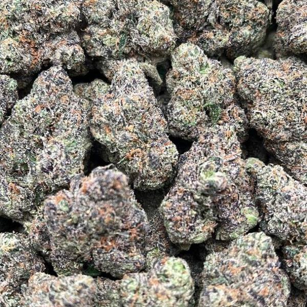 Purple Gumbo  - PK1723