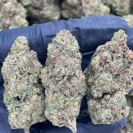 Runtz Muffin - PK1668