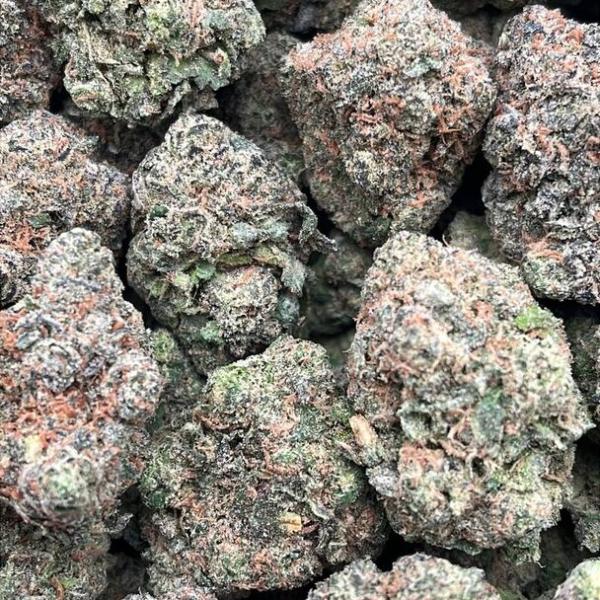 Gelato Sorbet - PK1731