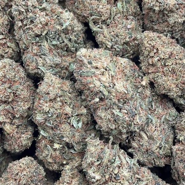 Government Oasis - PK1570