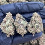 Peach Ringz - PK1596